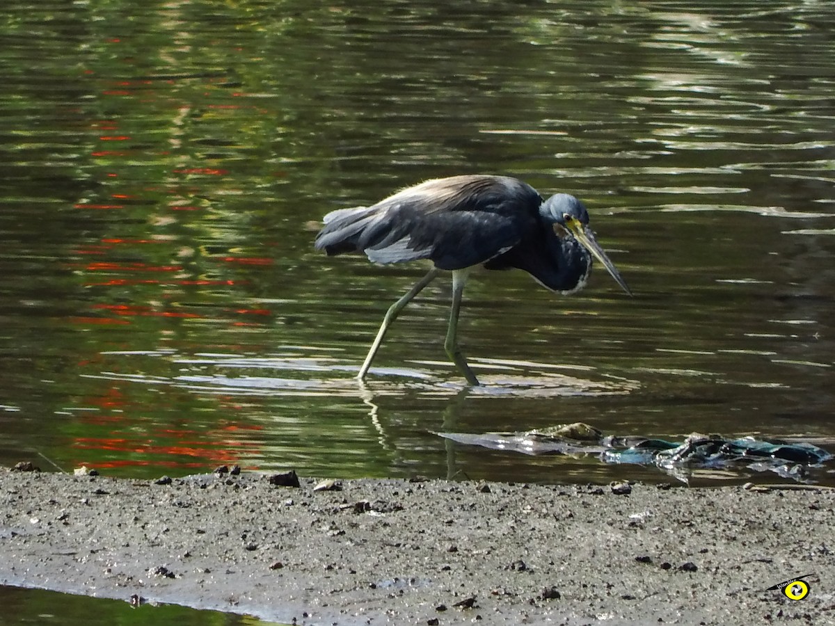 Tricolored Heron - ML645479425