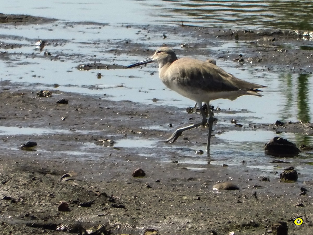 Willet - ML645479430