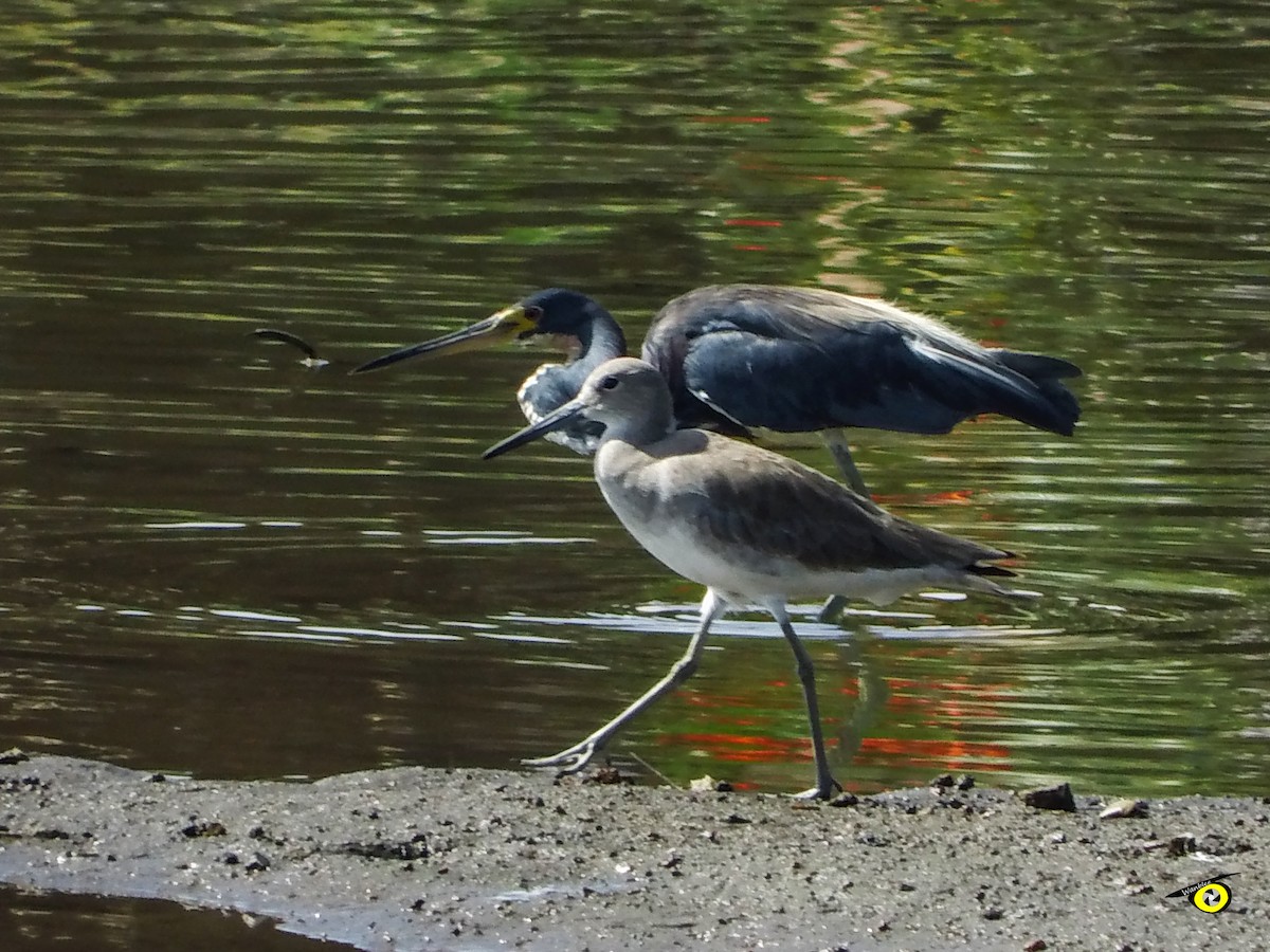 Willet - ML645479431