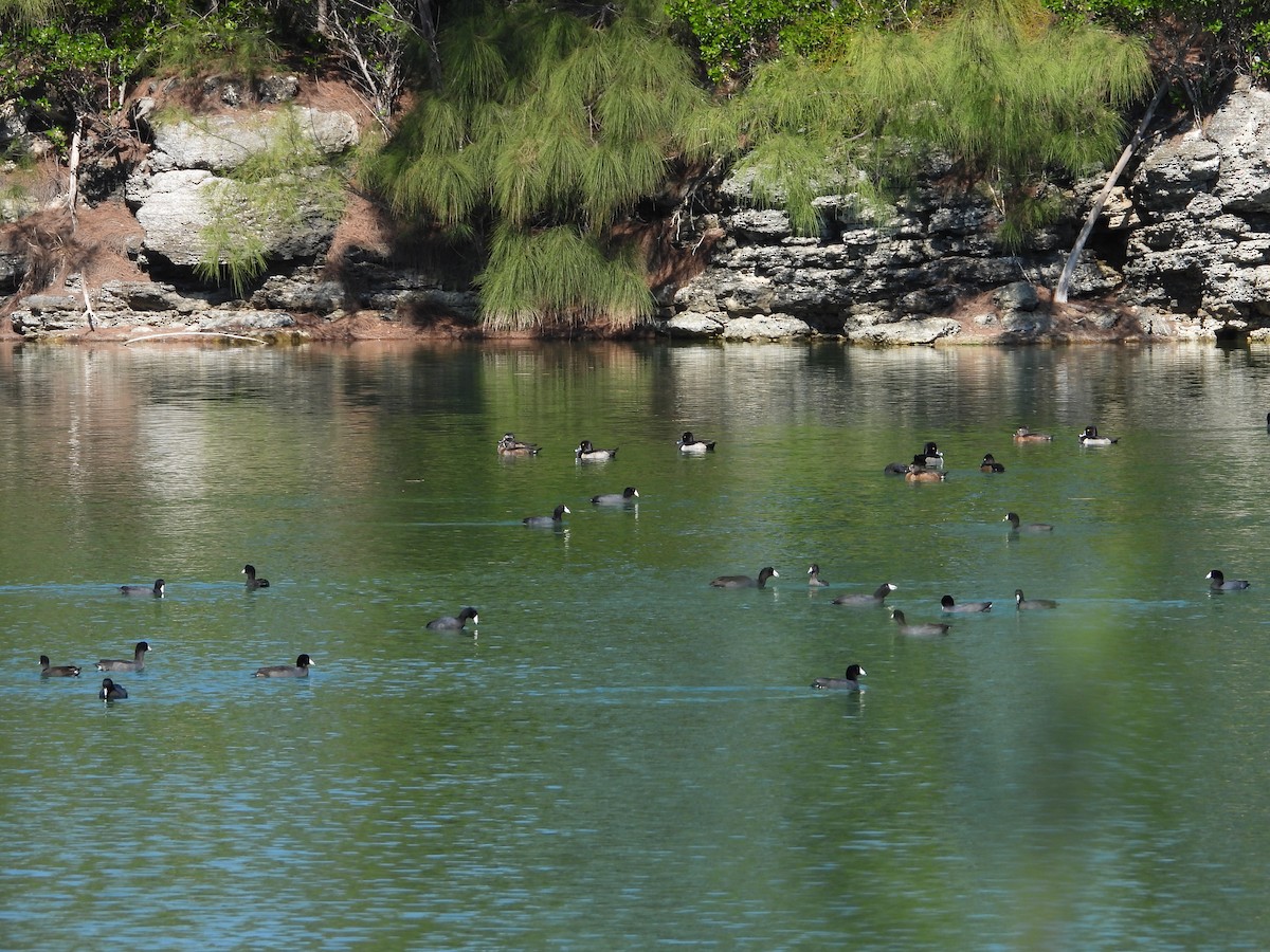 アメリカオオバン - ML645479450