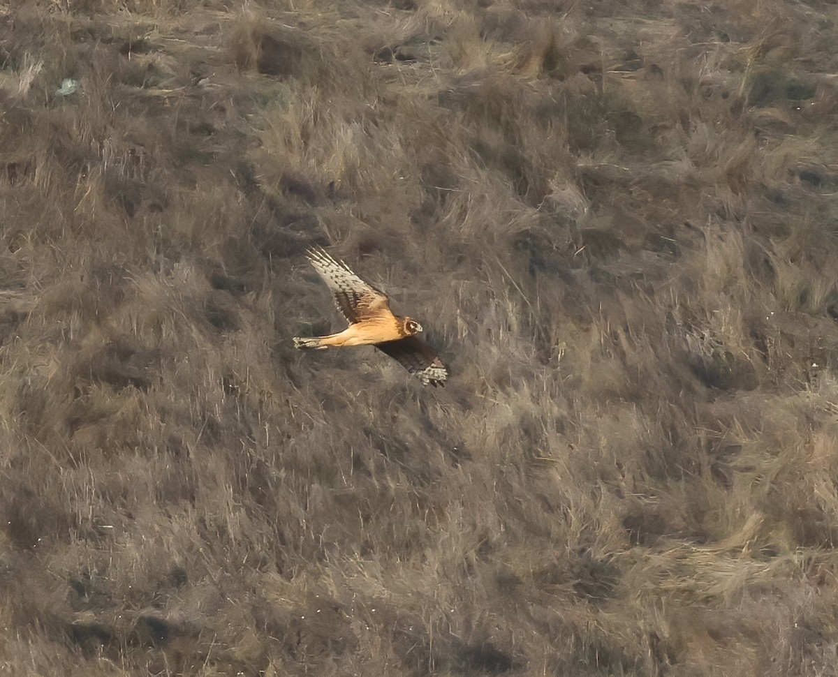 Лунь американський - ML645479462