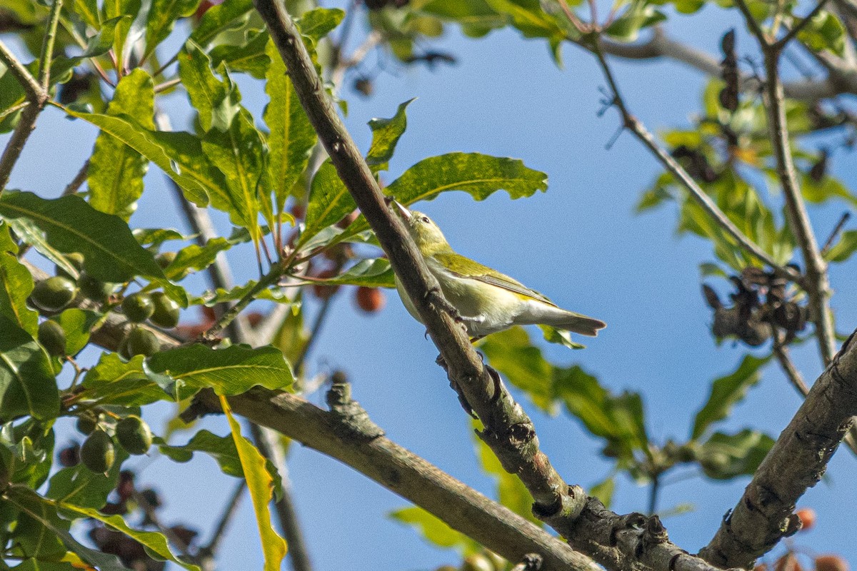 Tennessee Warbler - ML645479464