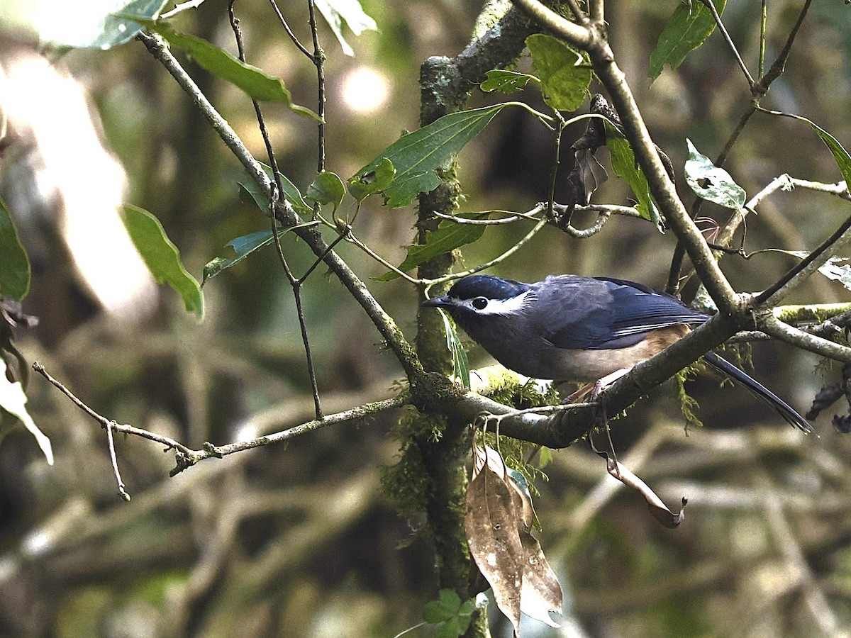 白耳畫眉 - ML645479468