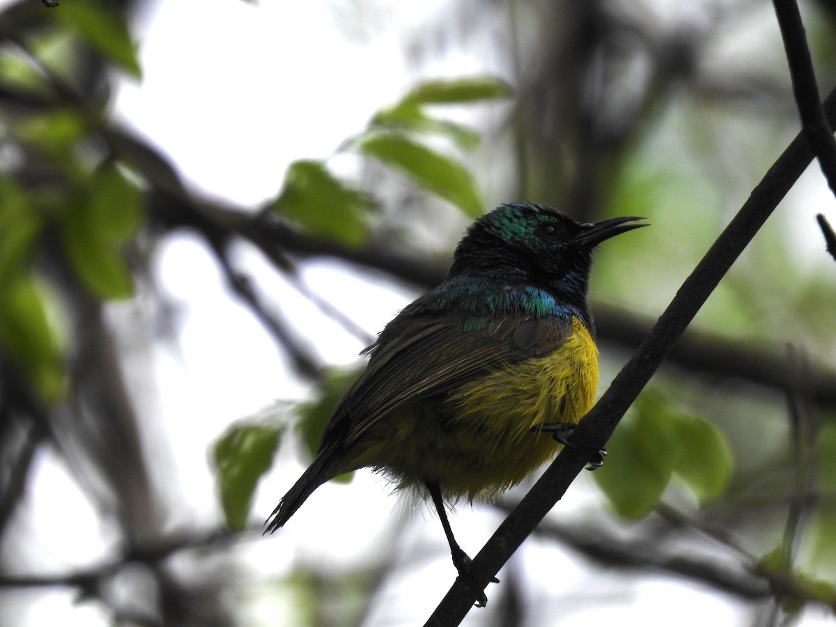 Саїманга зеленовола - ML645479470