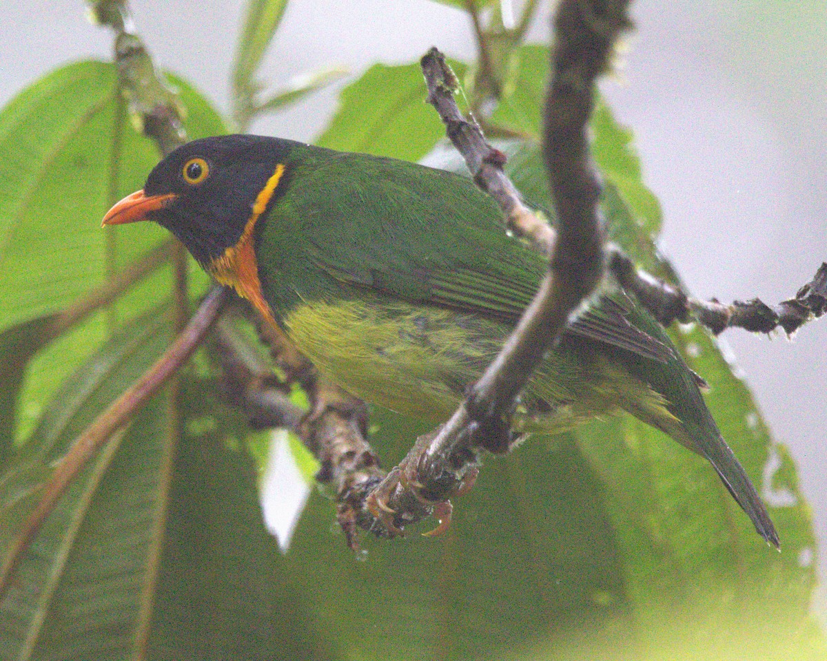 Cotinga jucunda - ML645479475