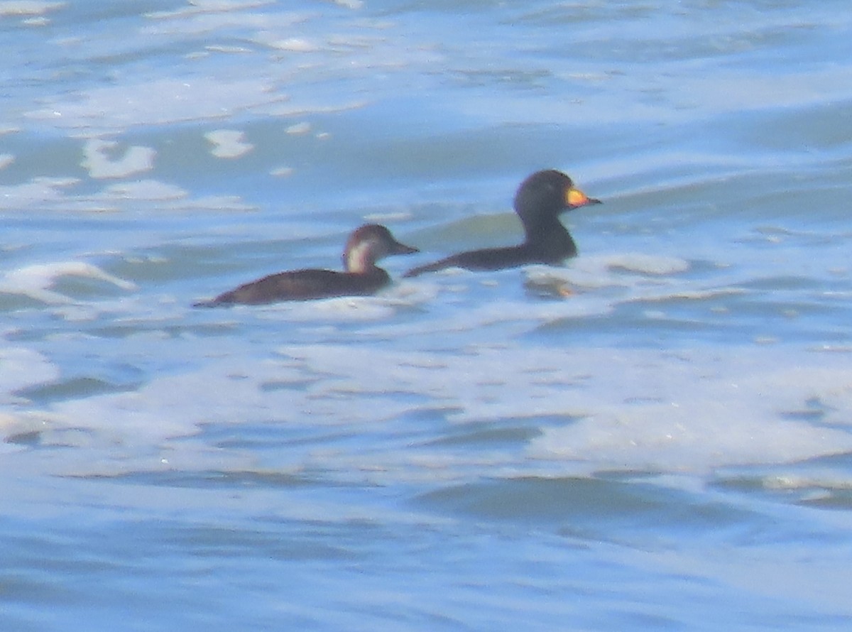 Black Scoter - ML645479478
