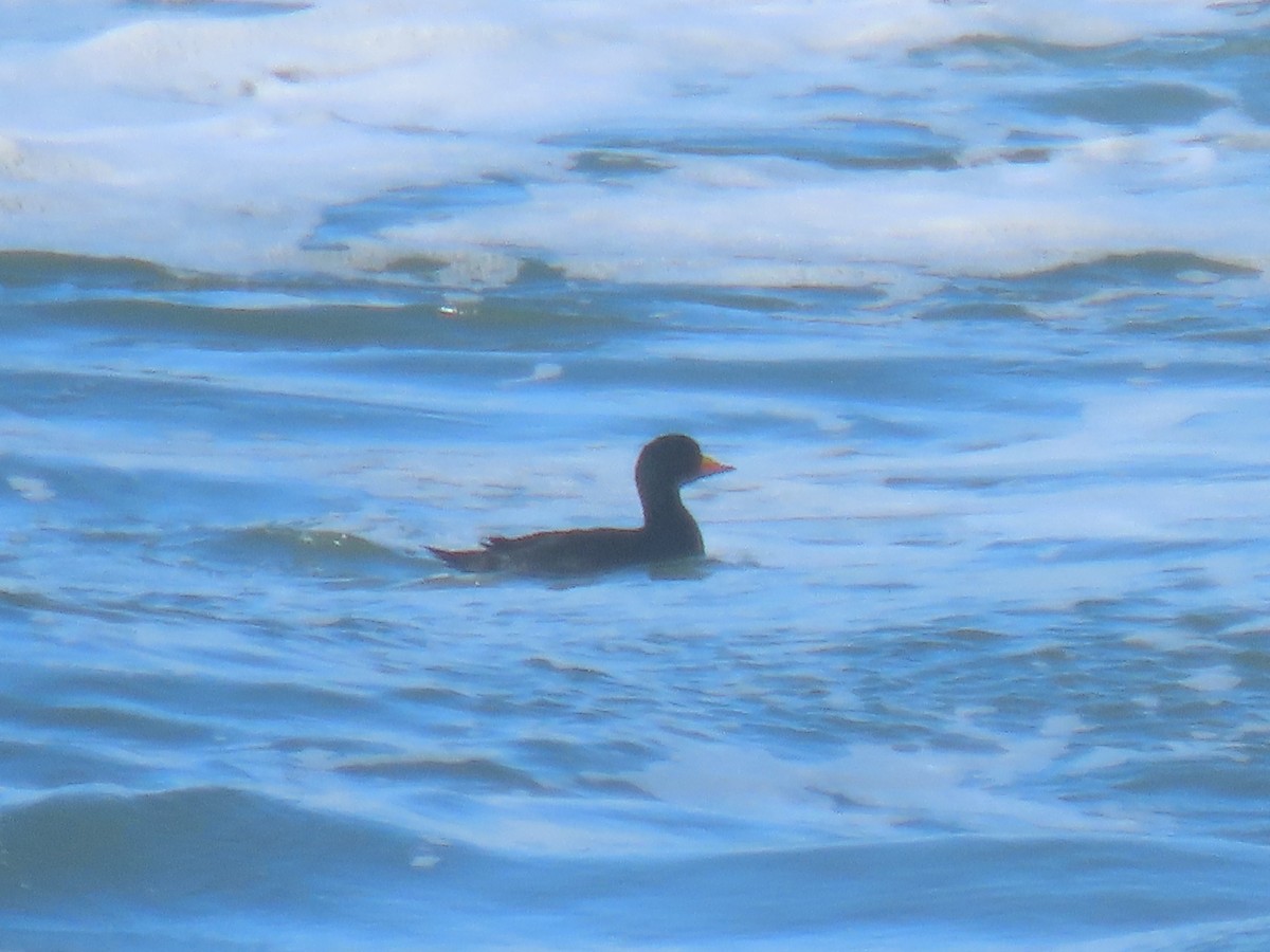 Black Scoter - ML645479479