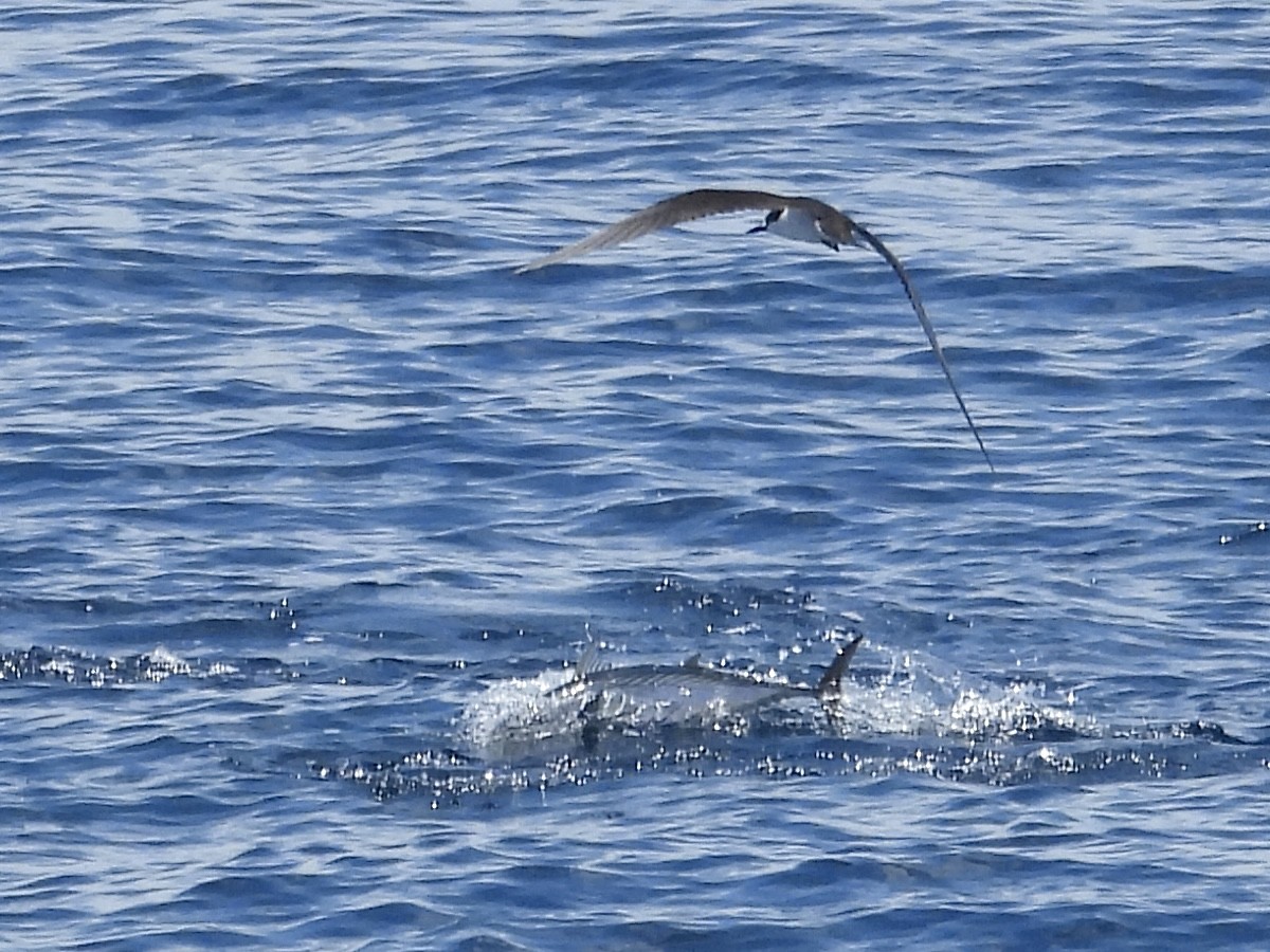 Sooty Tern - ML645479482