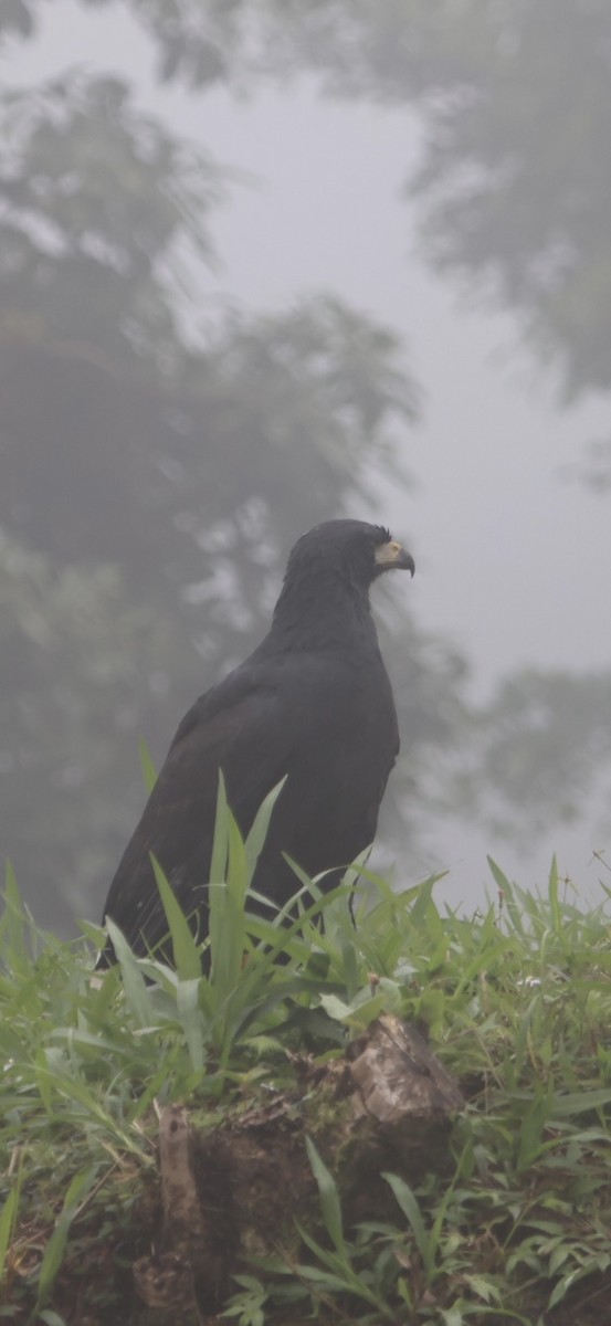 Great Black Hawk - ML645479483