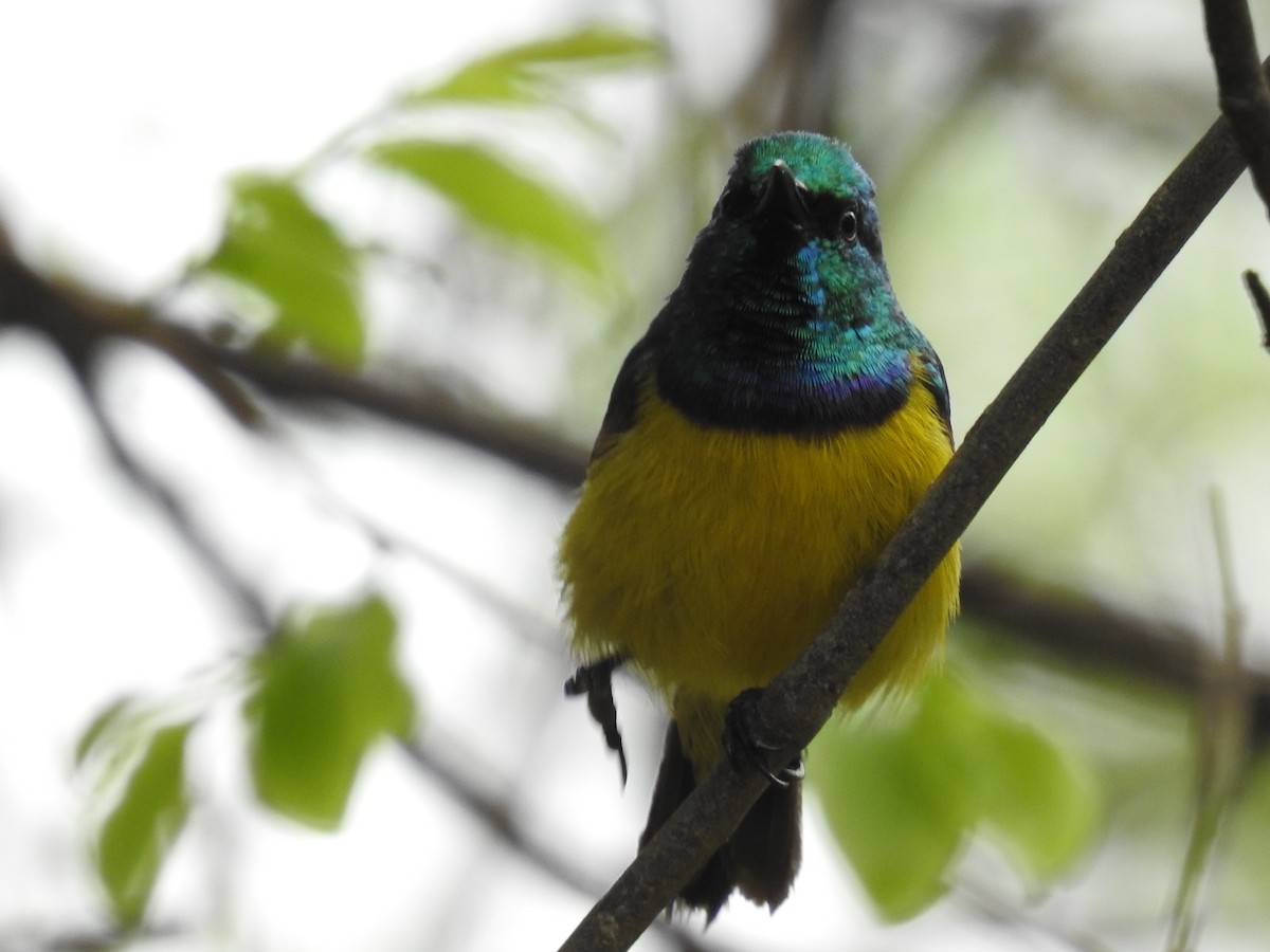 Саїманга зеленовола - ML645479485