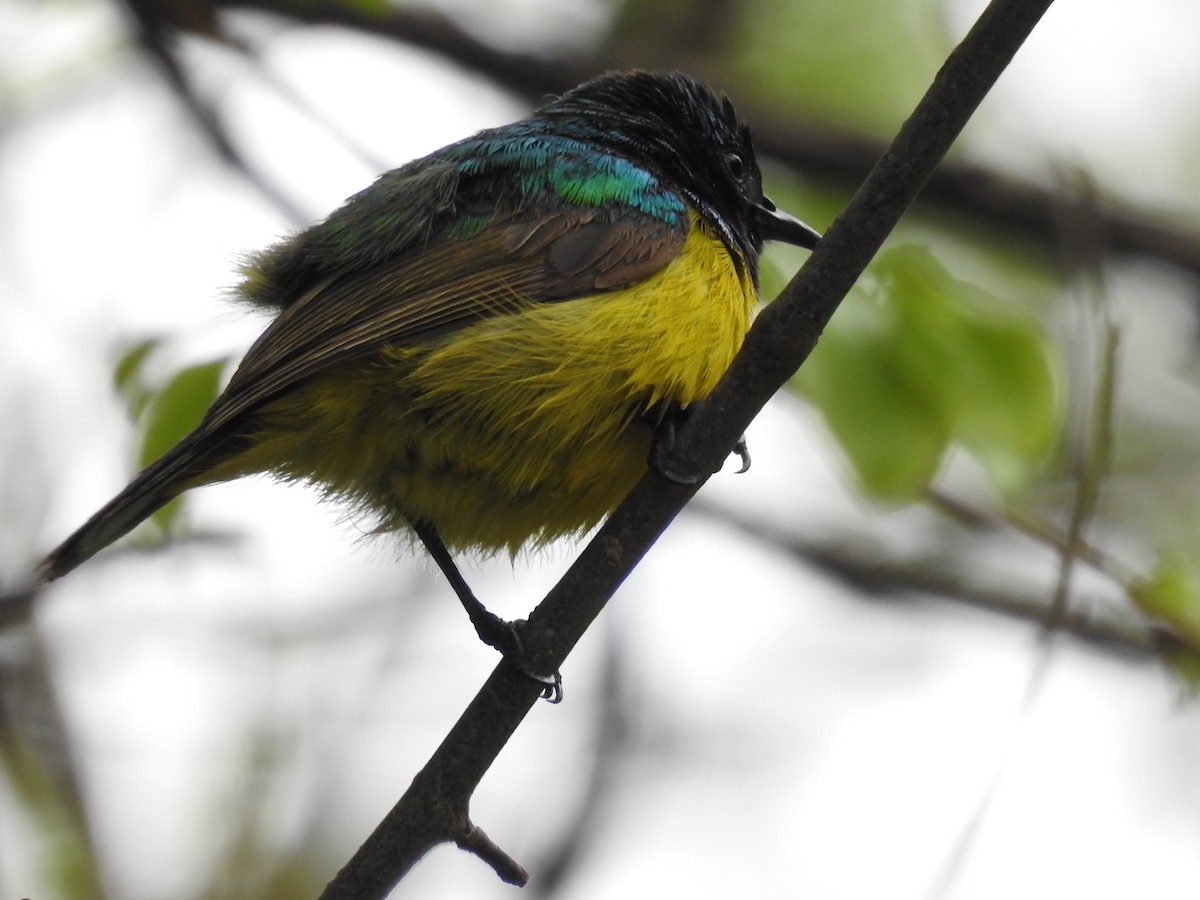 Саїманга зеленовола - ML645479486