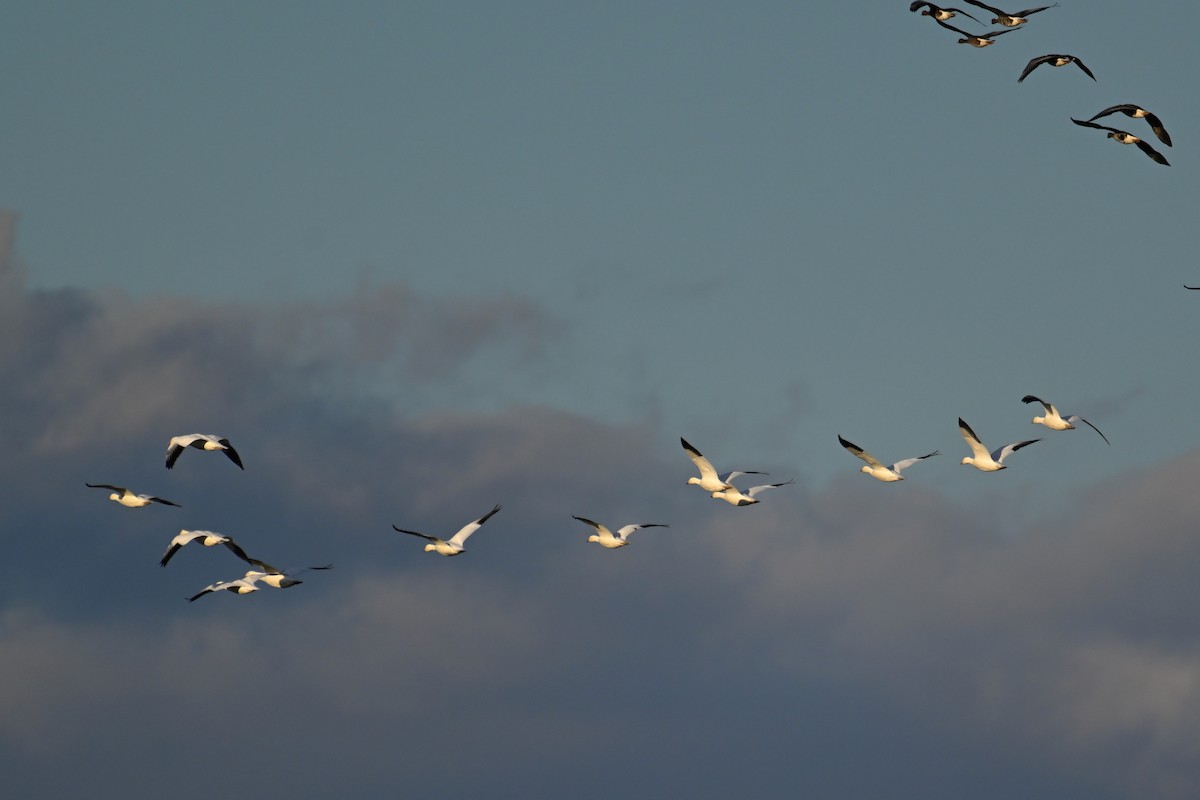 Snow Goose - ML645479492