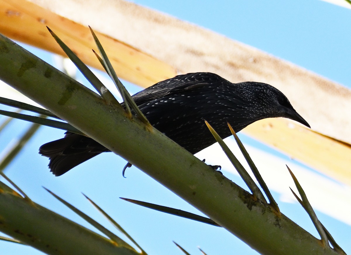 Estornino Pinto - ML645479493