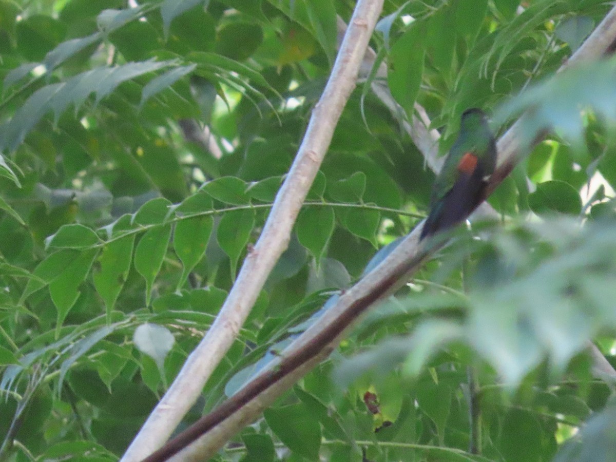 Stripe-tailed Hummingbird - ML645479495