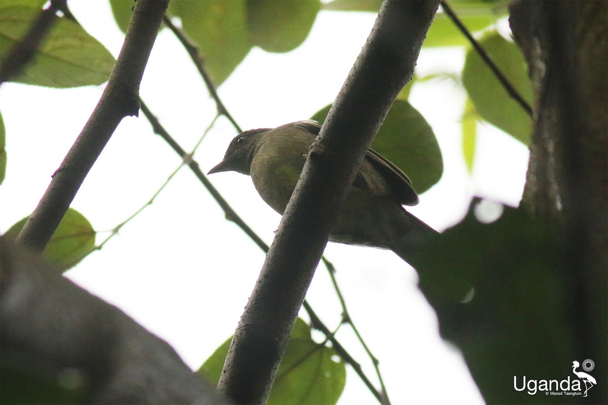 Малый бюльбюль - ML645479496