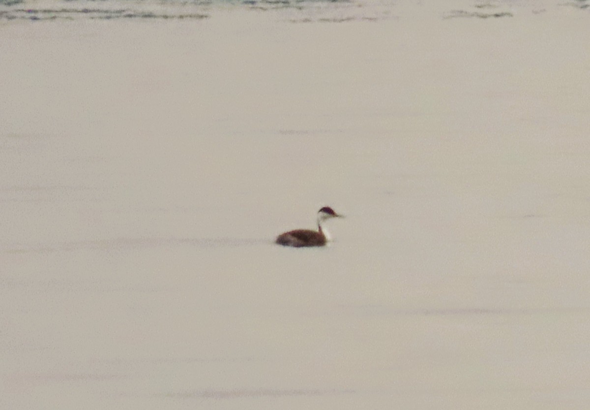Western Grebe - ML645479497