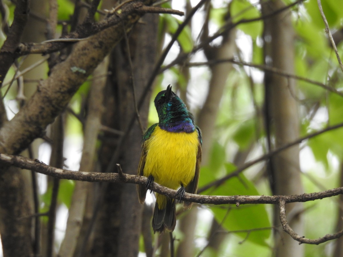 Collared Sunbird - ML645479499
