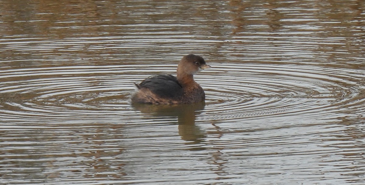 Pied-billed Grebe - ML645479500