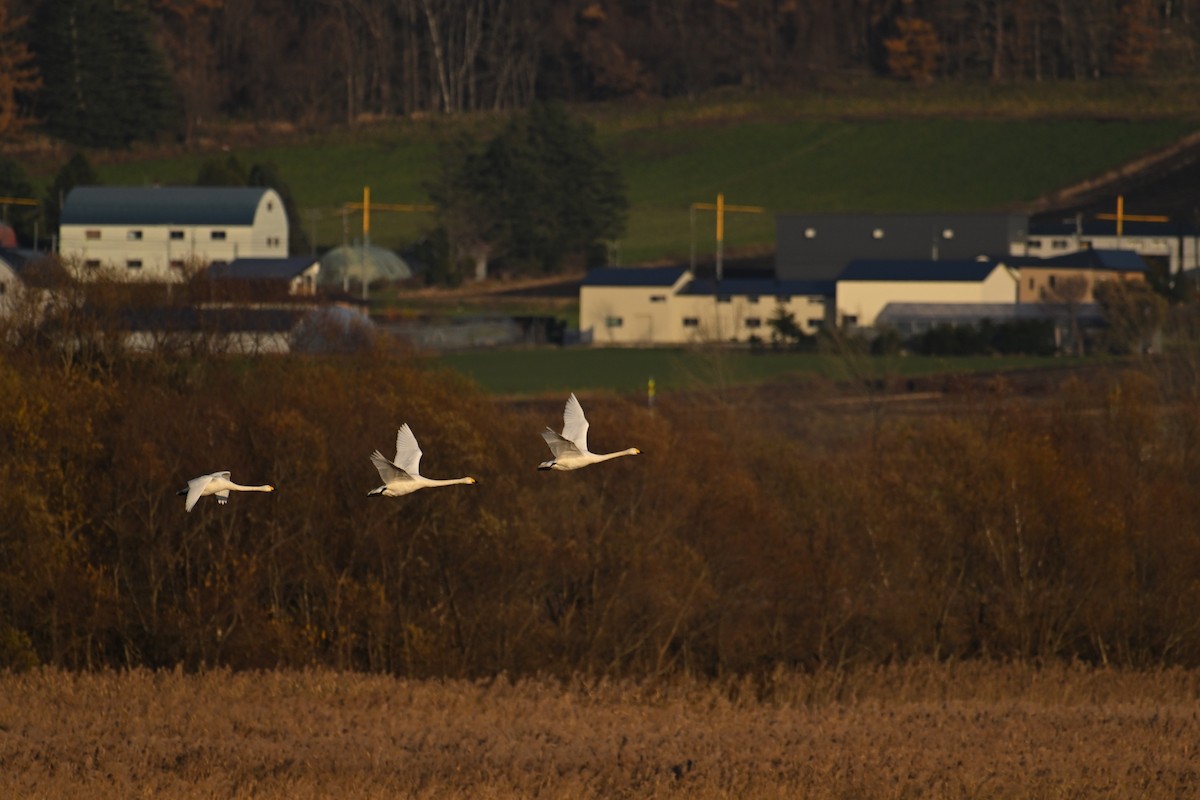 黃嘴天鵝 - ML645479502