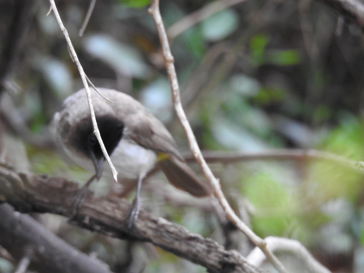 Common Bulbul - ML645479503