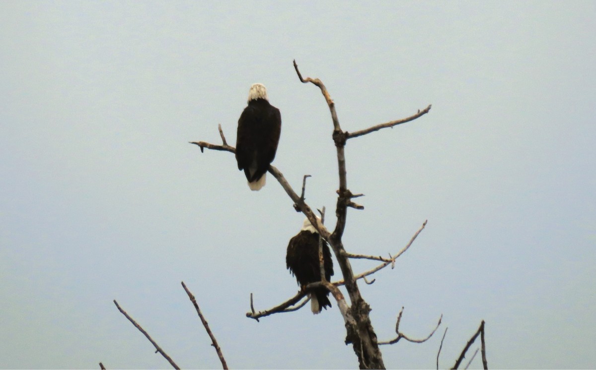 Bald Eagle - ML645479504
