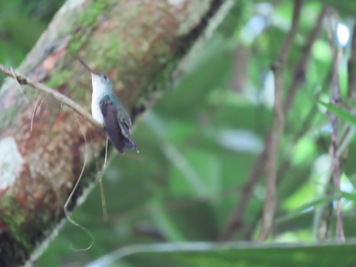 White-bellied Emerald - ML645479505
