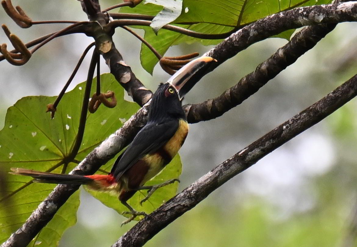 Pale-mandibled Aracari - ML645479506