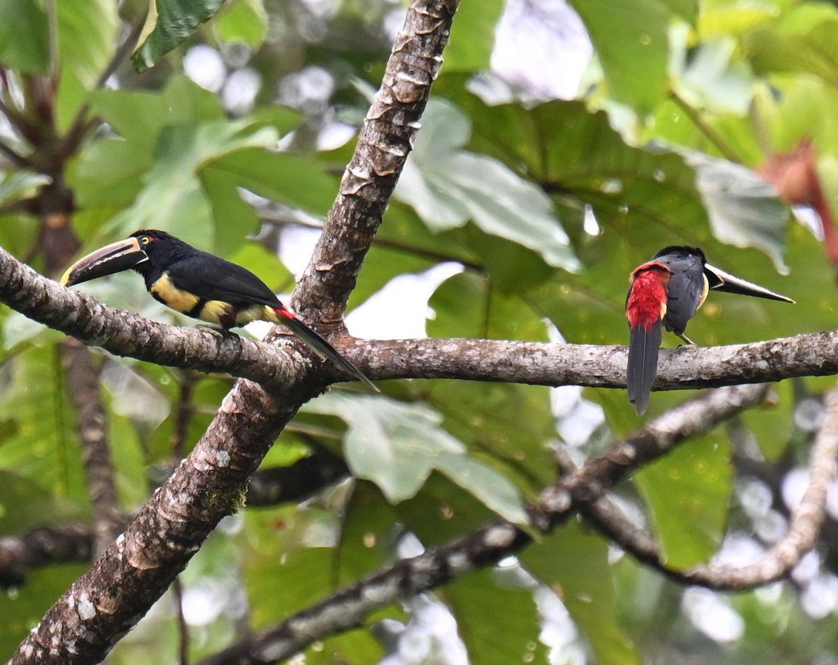 Pale-mandibled Aracari - ML645479507