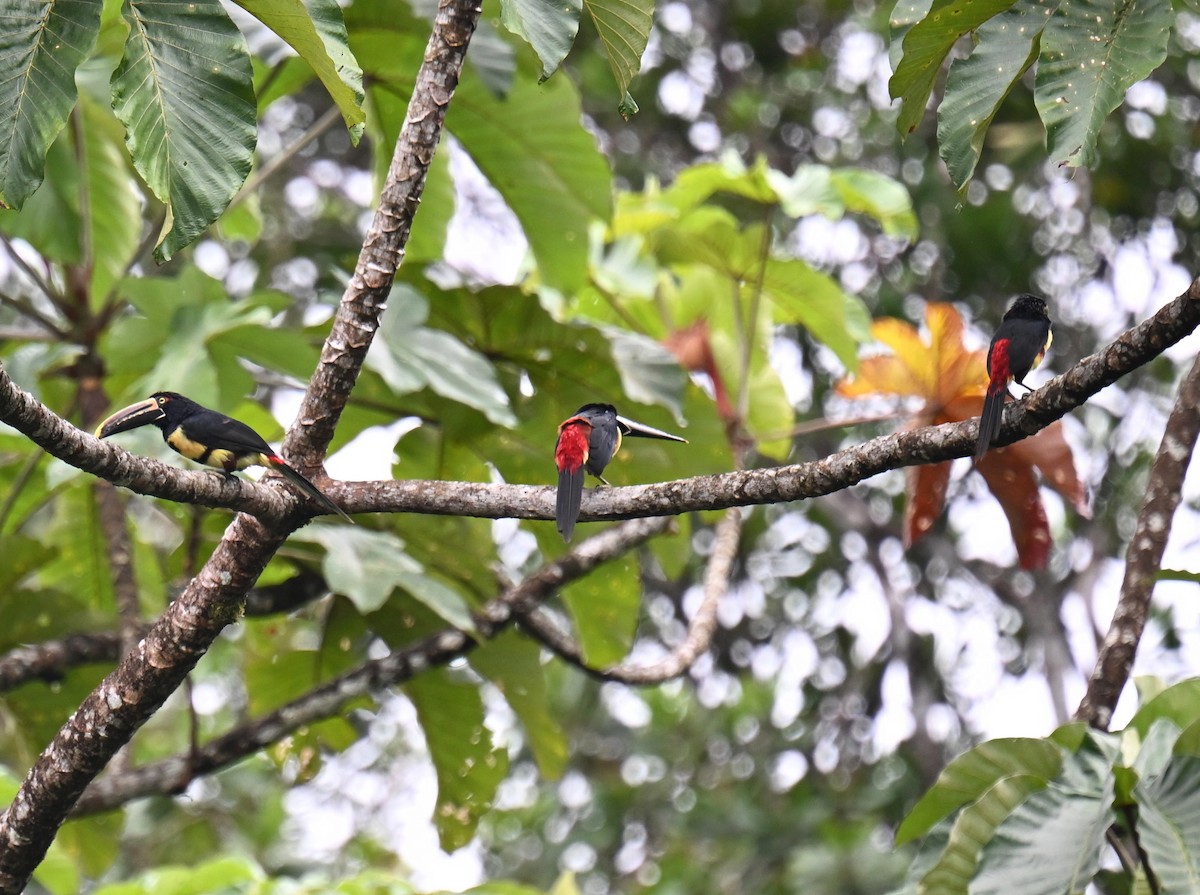 Pale-mandibled Aracari - ML645479508