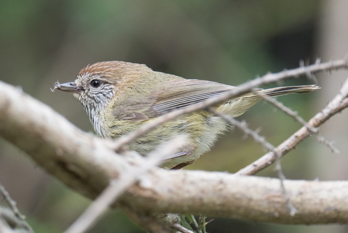 Striated Thornbill - ML645479509