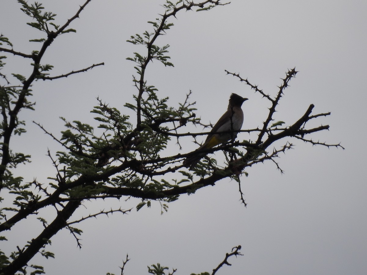 Common Bulbul - ML645479510