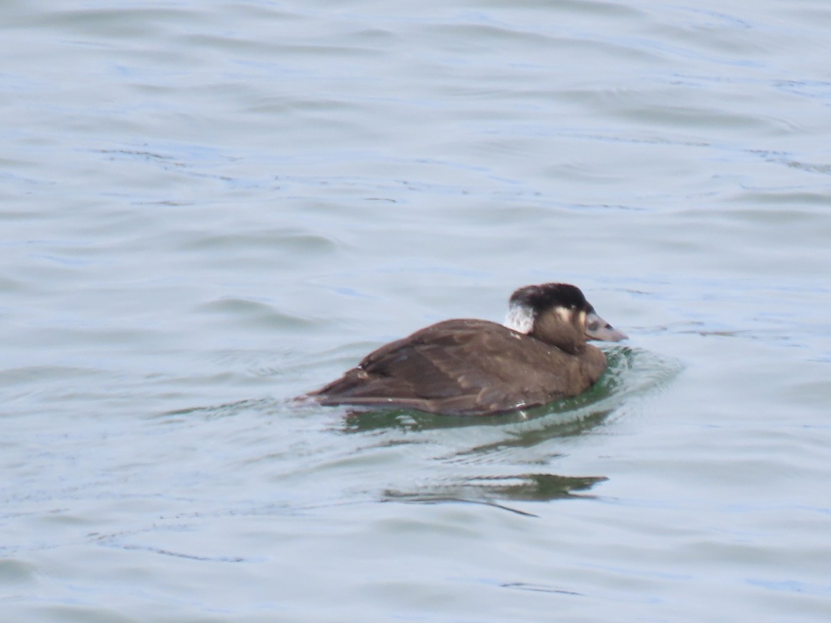 Surf Scoter - ML645479511