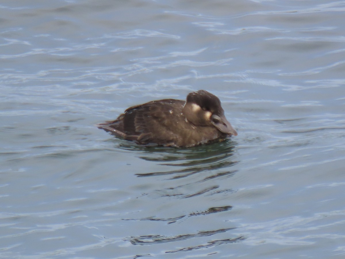 Surf Scoter - ML645479512