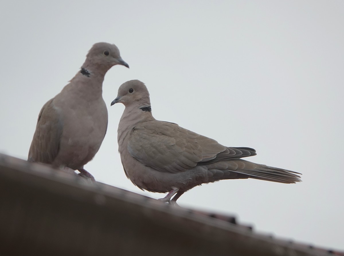 灰斑鳩 - ML645479513