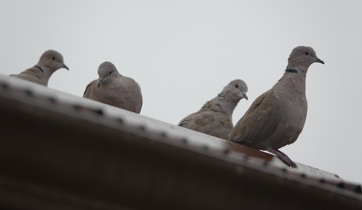 灰斑鳩 - ML645479514