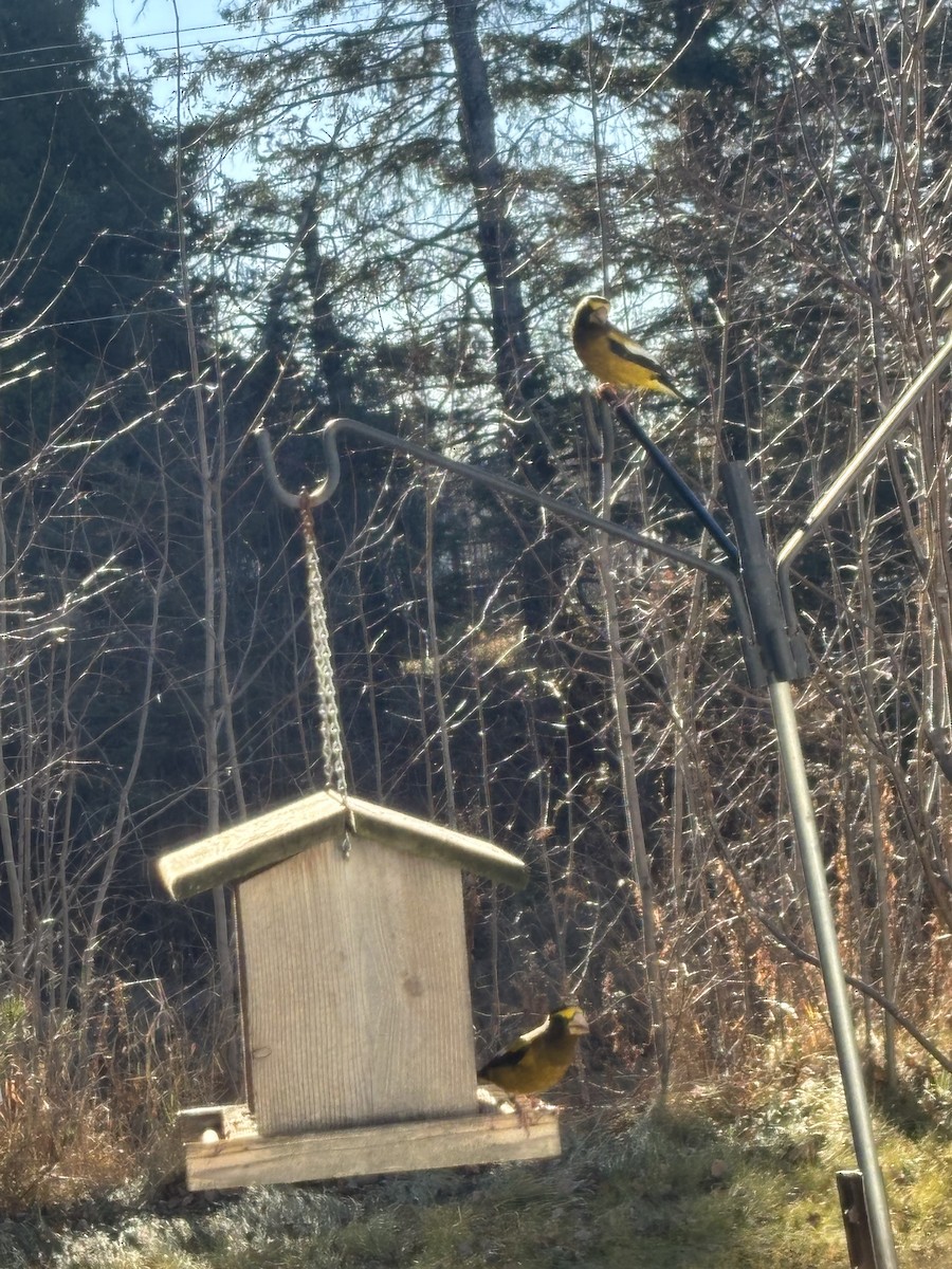 Evening Grosbeak - ML645479515