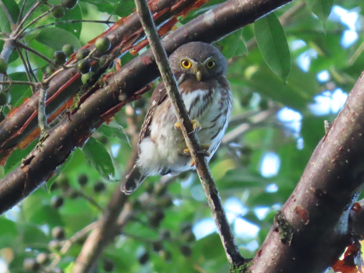 Central American Pygmy-Owl - ML645479516