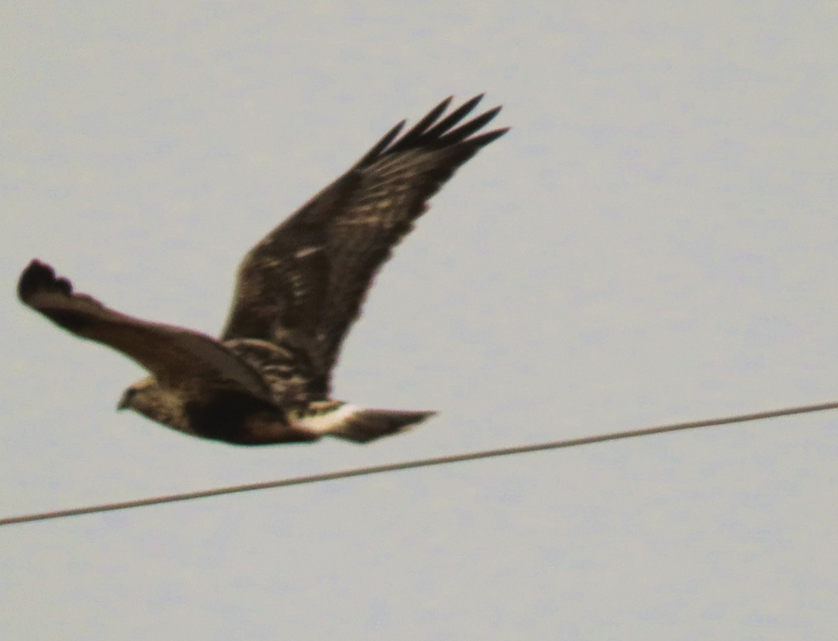 毛足鵟 - ML645479519