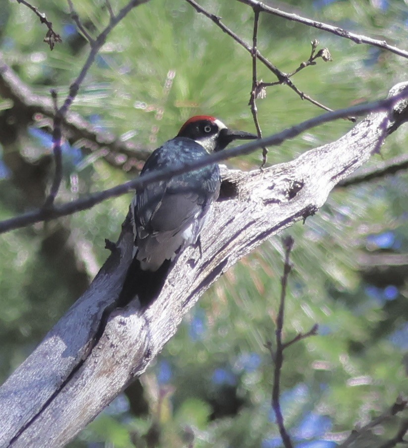 Acorn Woodpecker - ML645479520