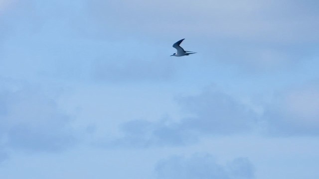 烏領燕鷗 - ML645479521