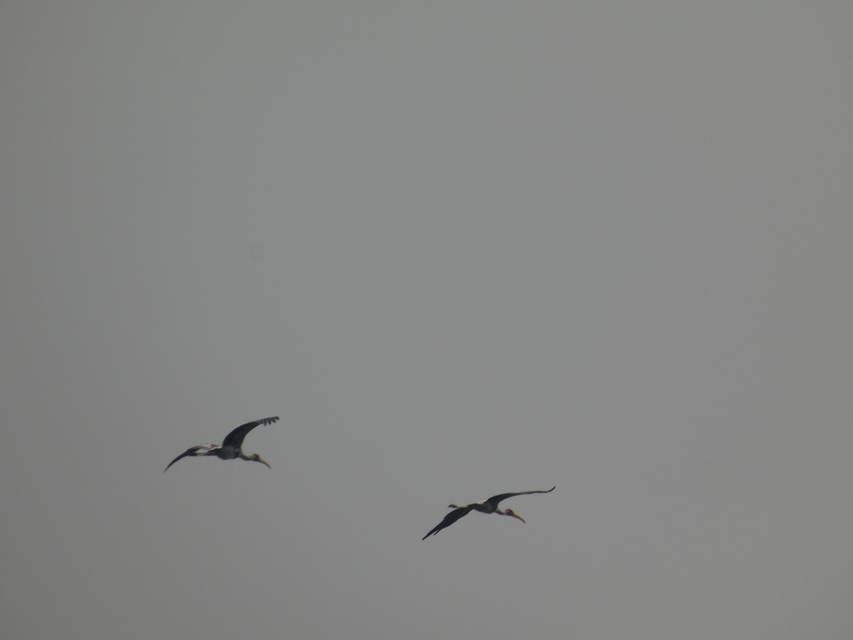 Painted Stork - ML645479522