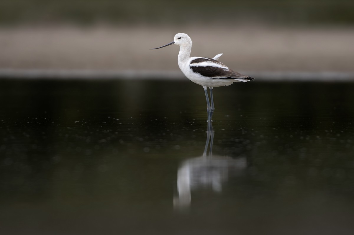 American Avocet - ML645479524