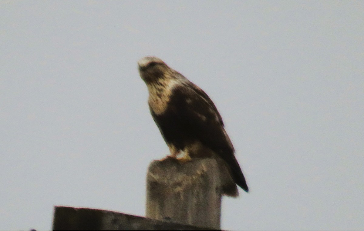 毛足鵟 - ML645479526