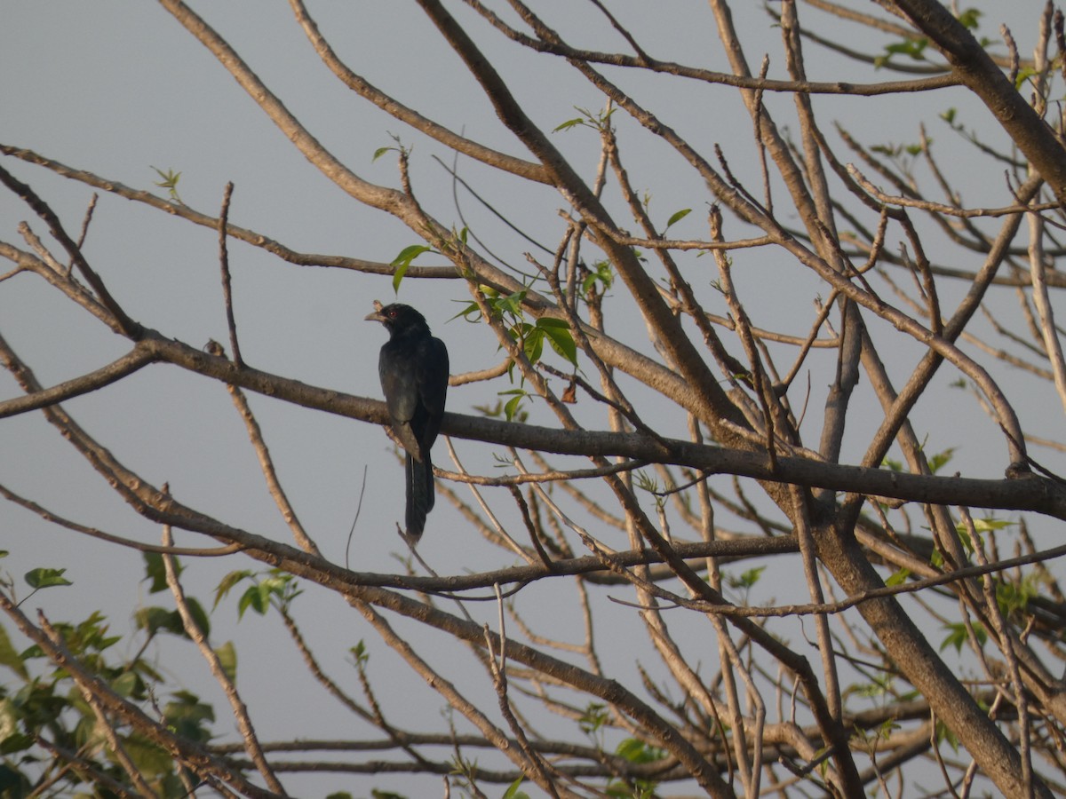 噪鵑 - ML645479527