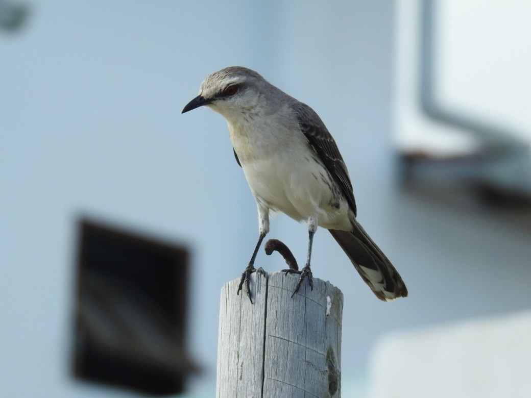 Tropikal Taklitçi - ML645479529