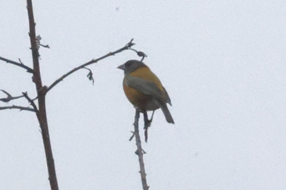 Peru And İspinozu - ML645479536