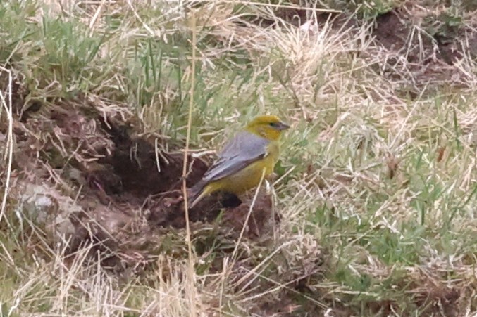 キゴシキンノジコ - ML645479537