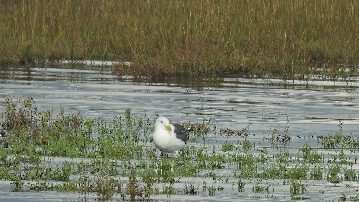 Western Gull - ML645479551