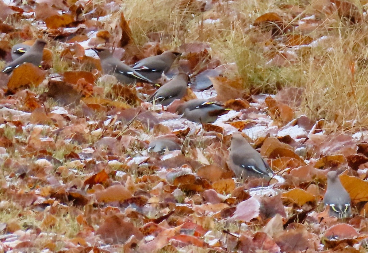 キレンジャク - ML645479558