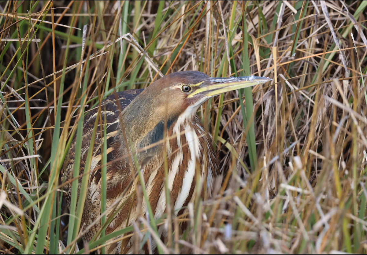 American Bittern - ML645479560